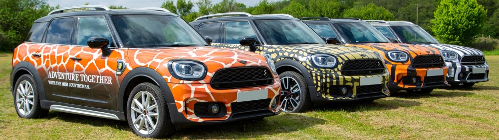 longleat giraffe, zebra, tiger mini cooper fleet